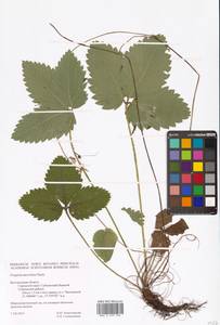 Земляника мускусная Duchesne, Восточная Европа, Центральный лесостепной район (E6) (Россия)