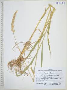 Двукисточник тростниковидный L., Сибирь, Дальний Восток (S6) (Россия)