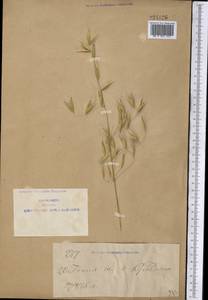 Овес, Зарубежная Азия (ASIA) (КНР)