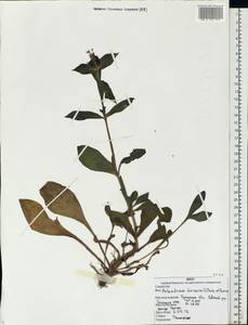 Silene dioica subsp. dioica, Восточная Европа, Западный район (E3) (Россия)