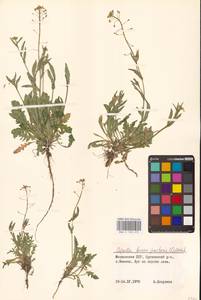 Пастушья сумка обыкновенная (L.) Medik., Восточная Европа, Молдавия (E13a) (Молдавия)