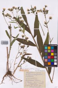 Picris japonica subsp. japonica, Сибирь, Дальний Восток (S6) (Россия)