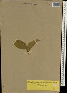 Osmanthus fragrans var. aurantiacus Makino, Зарубежная Азия (ASIA)