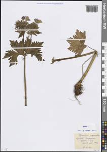 Герань луговая L., Кавказ, Ставропольский край, Карачаево-Черкесия, Кабардино-Балкария (K1b) (Россия)