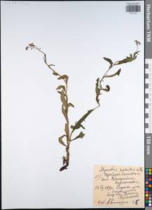 Незабудка скорпионовидная L., Восточная Европа, Центральный район (E4) (Россия)