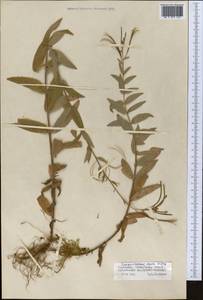 Кипрей мелкоцветковый Schreb., Средняя Азия и Казахстан, Северный и Центральный Тянь-Шань (M4) (Киргизия)