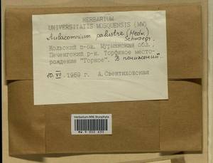 Aulacomnium palustre (Hedw.) Schwägr., Гербарий мохообразных, Мхи - Карелия, Ленинградская и Мурманская области (B4) (Россия)