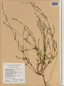 Crucianella aegyptiaca L., Зарубежная Азия (ASIA) (Кипр)