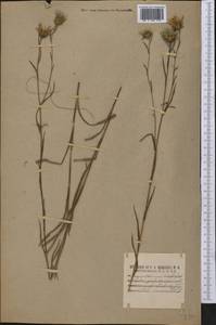 Eurybia paludosa (Aiton) G. L. Nesom, Америка (AMER) (США)