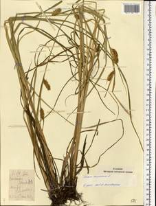 Осока пузырчатая L., Восточная Европа, Волжско-Камский район (E7) (Россия)