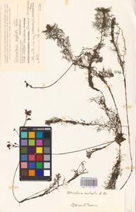 MHA 0 162 621, Utricularia ×neglecta Lehm., Восточная Европа, Центральный район (E4) (Россия)