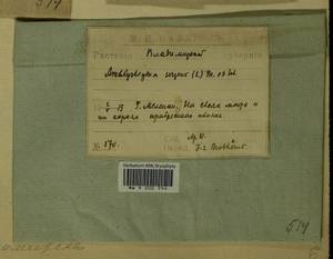 Amblystegium serpens (Hedw.) Schimp., Гербарий мохообразных, Мхи - Центральное Нечерноземье (B6) (Россия)