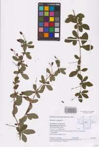 Барбарис обыкновенный L., Восточная Европа, Центральный район (E4) (Россия)