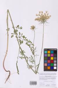 Морковь обыкновенная, Морковь дикая L., Восточная Европа, Московская область и Москва (E4a) (Россия)