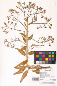 Вечерница печальная L., Восточная Европа, Нижневолжский район (E9) (Россия)