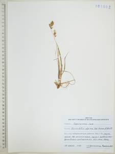 Anthoxanthum monticola (Bigelow) Veldkamp, Сибирь, Дальний Восток (S6) (Россия)