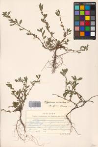 Спорыш птичий, Горец птичий L., Восточная Европа, Московская область и Москва (E4a) (Россия)