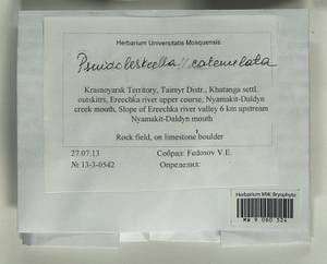 Pseudoleskeella catenulata (Brid. ex Schrad.) Kindb., Гербарий мохообразных, Мхи - Красноярский край, Тыва и Хакасия (B17) (Россия)
