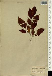 Lindera praecox (Sieb. & Zucc.) Bl., Зарубежная Азия (ASIA) (Япония)