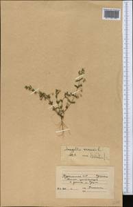 Lysimachia arvensis (L.) U.Manns & Anderb., Средняя Азия и Казахстан, Каракумы (M6) (Туркмения)