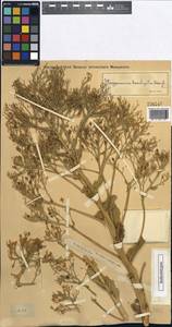 Lepidium brachyotum (Kar. & Kir.) Al-Shehbaz, Средняя Азия и Казахстан, Джунгарский Алатау и Тарбагатай (M5) (Казахстан)