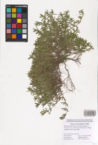 MHA 0 008 388, Thymus pannonicus All., Восточная Европа, Нижневолжский район (E9) (Россия)