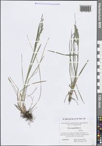 Мятлик узколистный L., Восточная Европа, Средневолжский район (E8) (Россия)
