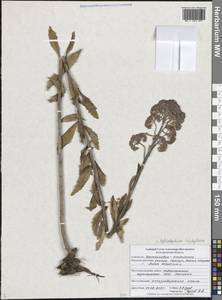 Очитник обыкновенный (L.) H.Ohba, Восточная Европа, Центральный лесостепной район (E6) (Россия)