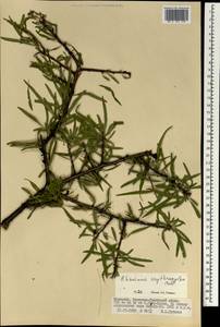 Rhamnus erythroxyloides subsp. erythroxyloides, Монголия (MONG) (Монголия)