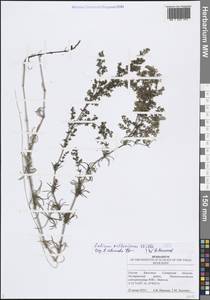 Подмаренник русский Willd., Восточная Европа, Средневолжский район (E8) (Россия)