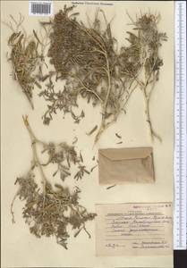 Селитрянка Комарова Iljin & Lava, Средняя Азия и Казахстан, Каракумы (M6) (Туркмения)