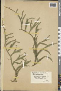 Плаун булавовидный L., Восточная Европа, Московская область и Москва (E4a) (Россия)