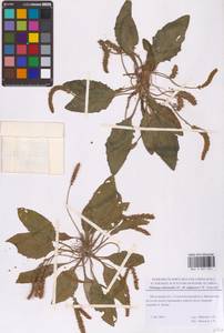 Подорожник топяной F.W.Schmidt, Восточная Европа, Московская область и Москва (E4a) (Россия)