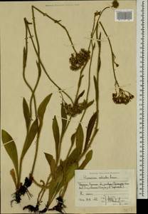 Pilosella echioides subsp. echioides, Восточная Европа, Северо-Украинский район (E11) (Украина)