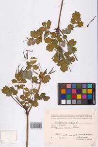 Чистотел большой L., Восточная Европа, Южно-Украинский район (E12) (Украина)