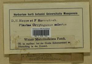 Mielichhoferia mielichhoferiana (Funck) Loeske, Гербарий мохообразных, Мхи - Западная Европа (BEu) (Австрия)