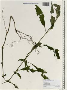 Acanthaceae, Зарубежная Азия (ASIA) (Вьетнам)