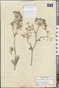 Seseli resinosum Freyn & Sint., Зарубежная Азия (ASIA) (Турция)