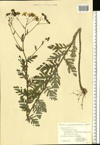 Jacobaea erucifolia subsp. grandidentata (Ledeb.) V. V. Fateryga & Fateryga, Восточная Европа, Центральный лесостепной район (E6) (Россия)