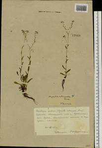 Незабудка Крылова Serg., Сибирь, Центральная Сибирь (S3) (Россия)