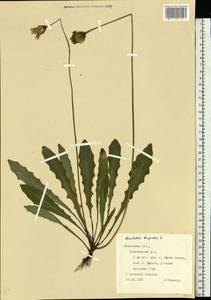 Кульбаба шершаволистная L., Восточная Европа, Западно-Украинский район (E13) (Украина)