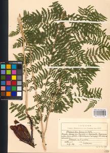 Кочедыжник женский (L.) Roth, Восточная Европа, Московская область и Москва (E4a) (Россия)