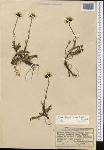 Tanacetum richterioides (C. Winkl.) K. Bremer & Humphries, Средняя Азия и Казахстан, Северный и Центральный Тянь-Шань (M4) (Киргизия)