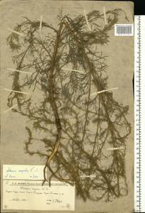 Полынь равнинная, Полынь полевая L., Восточная Европа, Нижневолжский район (E9) (Россия)