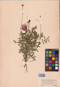 Мак песчаный M.Bieb., Восточная Европа, Нижневолжский район (E9) (Россия)