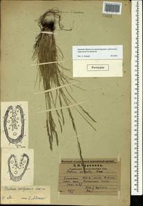Овсяница волжская P.A.Smirn., Восточная Европа, Средневолжский район (E8) (Россия)