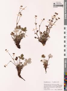 Лапчатка, Сибирь, Чукотка и Камчатка (S7) (Россия)