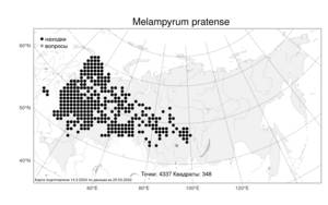 Melampyrum pratense, Марьянник луговой L., Атлас флоры России (FLORUS) (Россия)