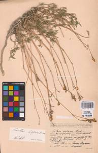 Смолевка приземистая M.Bieb., Восточная Европа, Нижневолжский район (E9) (Россия)