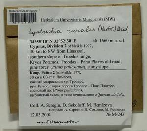 Syntrichia ruralis (Hedw.) F. Weber & D. Mohr, Гербарий мохообразных, Мхи - Азия (вне границ бывшего СССР) (BAs) (Кипр)